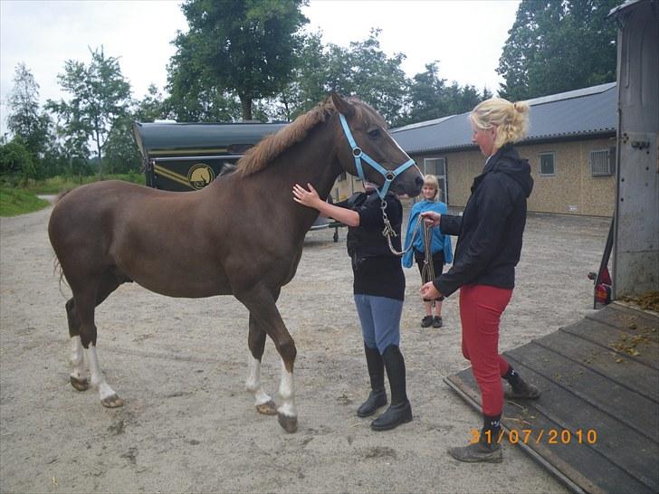 New Forest oregon billede 6