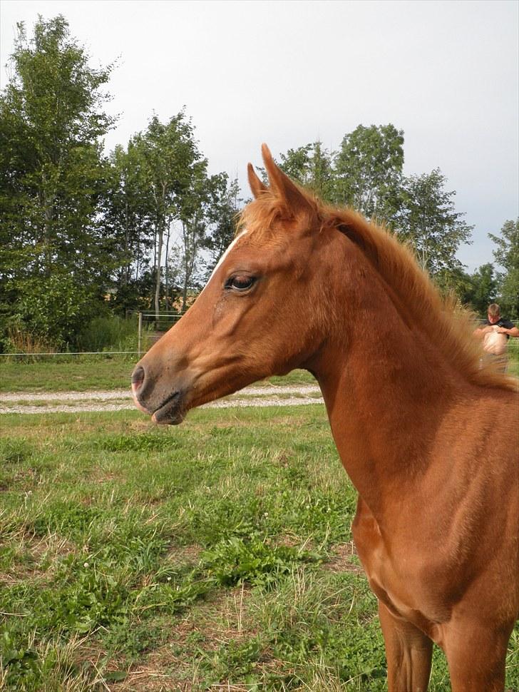 Arabisk fuldblod (OX)  Amina  "SOLGT" - Aug 2010 billede 8