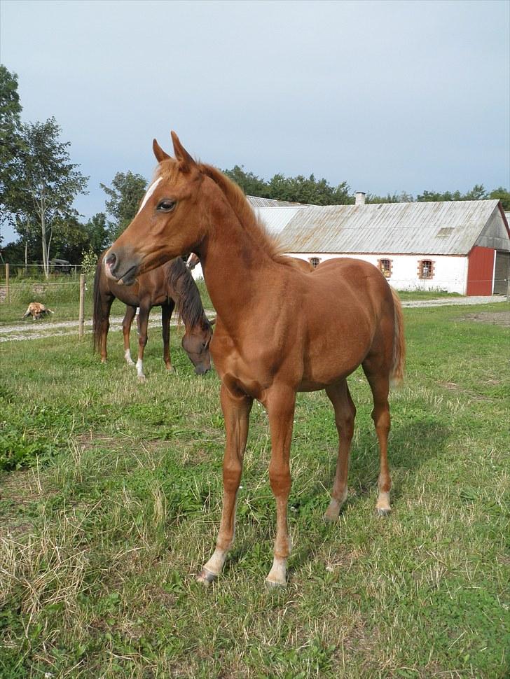 Arabisk fuldblod (OX)  Amina  "SOLGT" - Aug 2010 billede 9