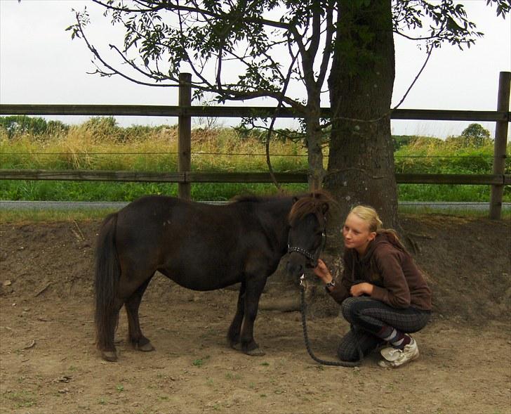 Shetlænder speedy billede 9
