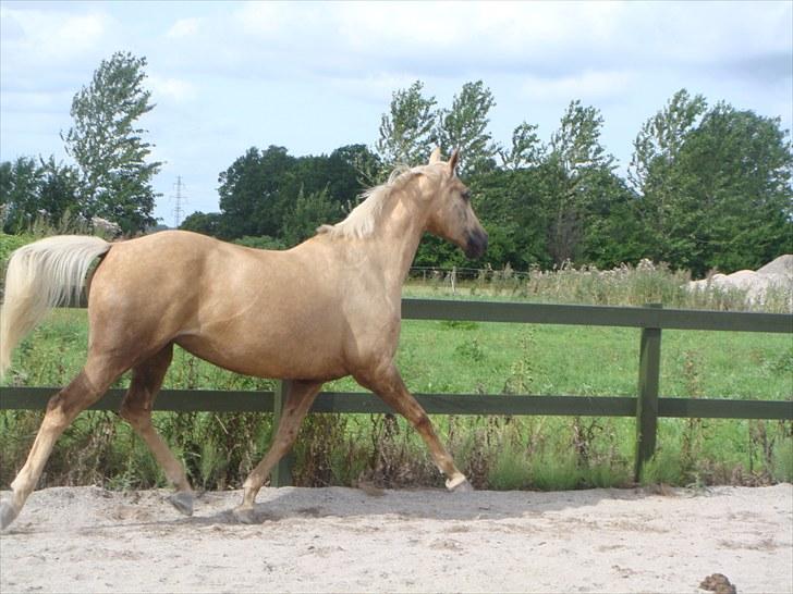 Palomino Mollie af Plovgaarden (solgt) billede 11