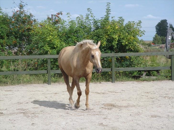 Palomino Mollie af Plovgaarden (solgt) billede 14