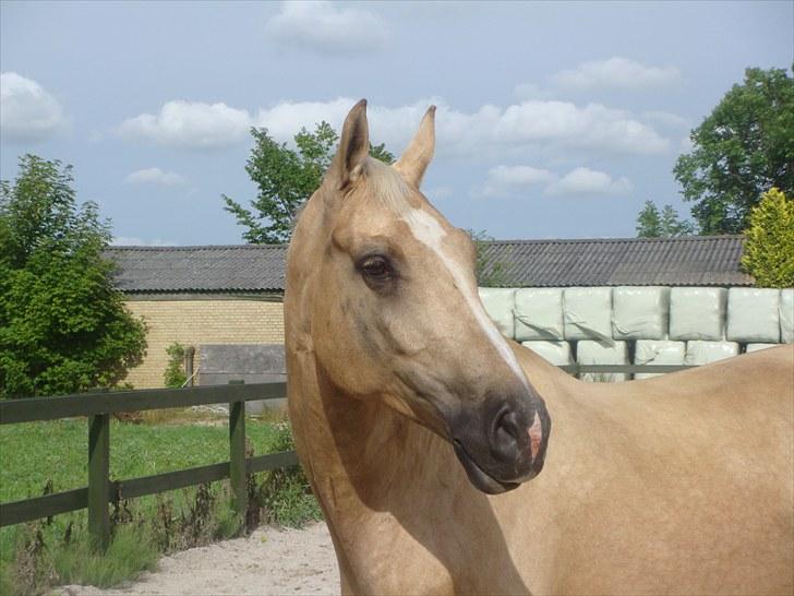 Palomino Mollie af Plovgaarden (solgt) billede 15