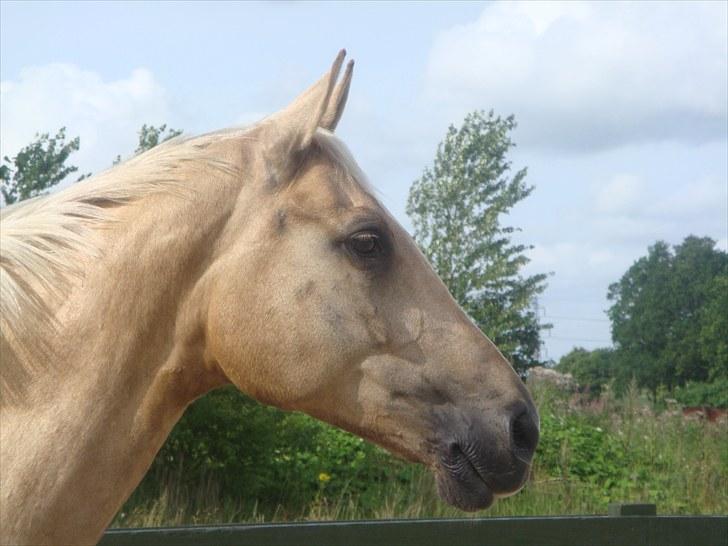 Palomino Mollie af Plovgaarden (solgt) billede 16