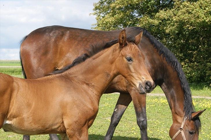 Dansk Varmblod Zantino  billede 12