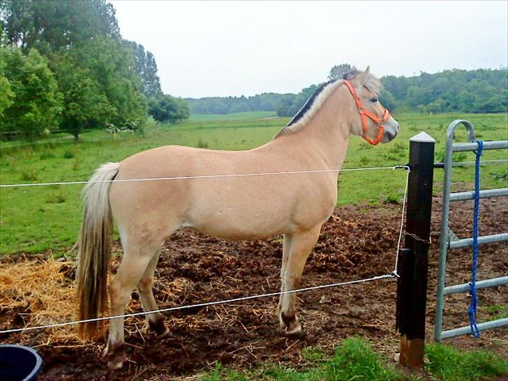 Fjordhest Freyja billede 1