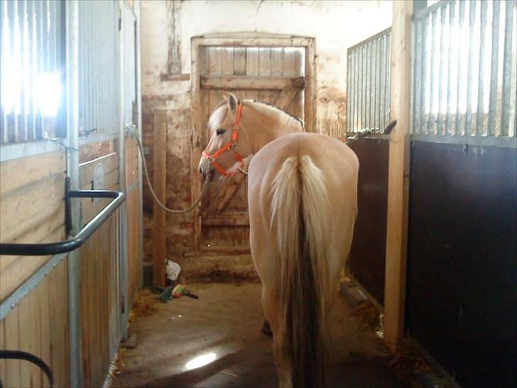 Fjordhest Freyja billede 2