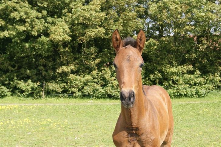 Dansk Varmblod Zantino  billede 13