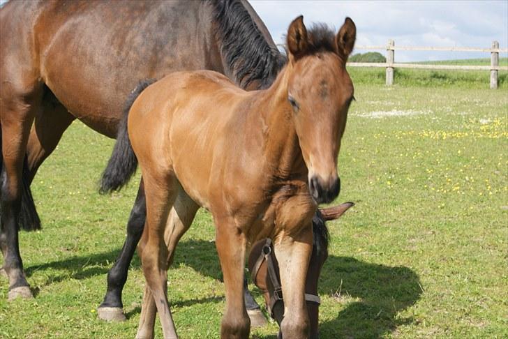 Dansk Varmblod Zantino  billede 14