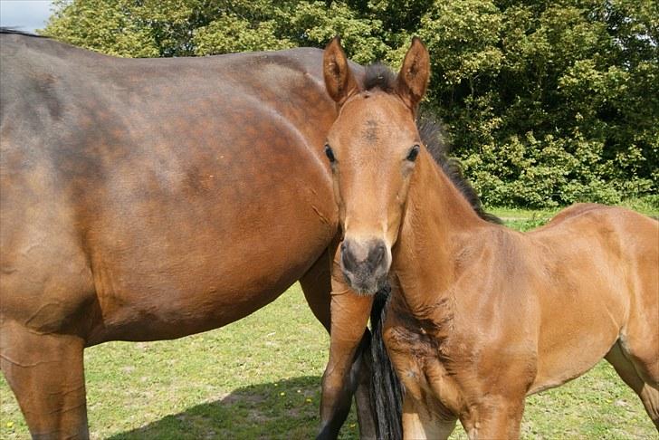 Dansk Varmblod Zantino  billede 15