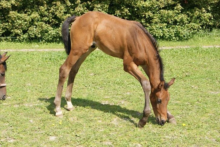 Dansk Varmblod Zantino  billede 16