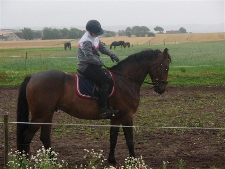 Anden særlig race Merlot R.I.P <3 - min basse mand... billedet 8 billede 8