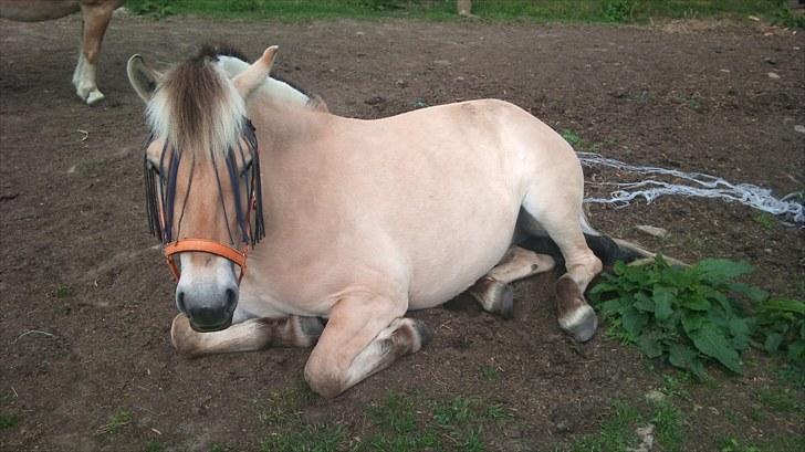 Fjordhest Freyja billede 6