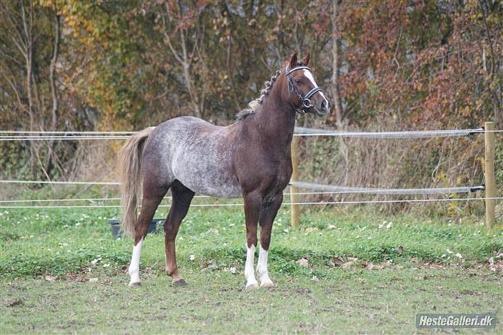 Welsh Pony af Cob-type (sec C) den bleekenhof tinka(SOLGT) billede 14