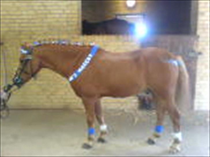 Anden særlig race Simba ******Solgt***** billede 13