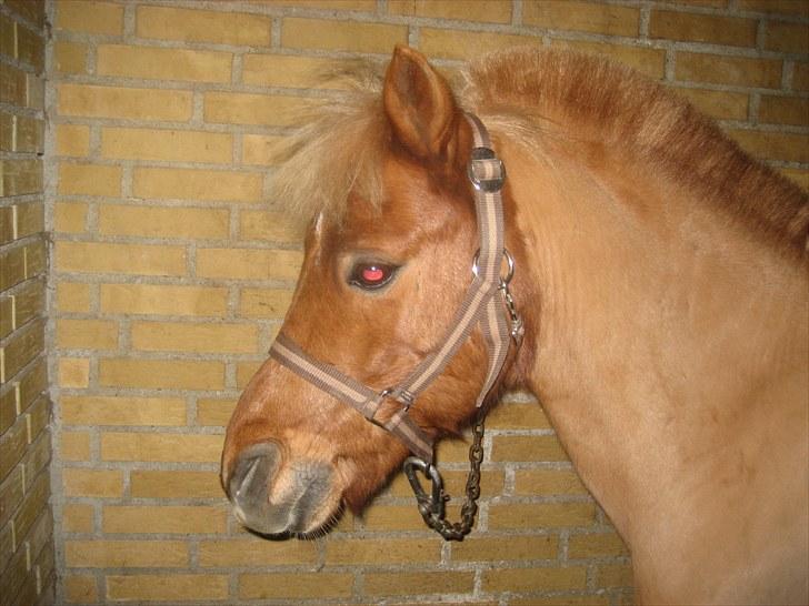 Anden særlig race Simba ******Solgt***** billede 14