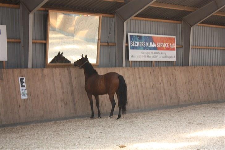 Anden særlig race Brenda/Carina billede 4