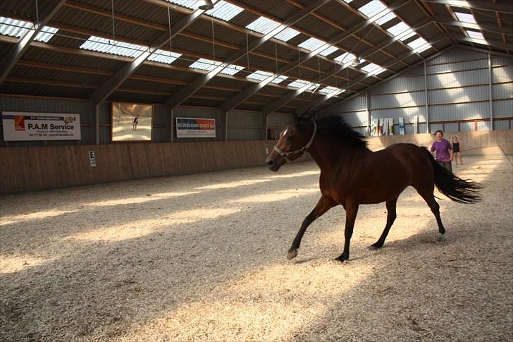 Anden særlig race Brenda/Carina billede 5