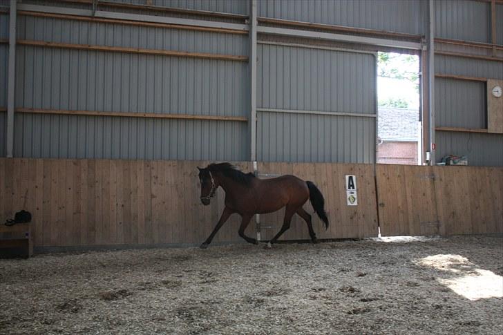 Anden særlig race Brenda/Carina billede 6