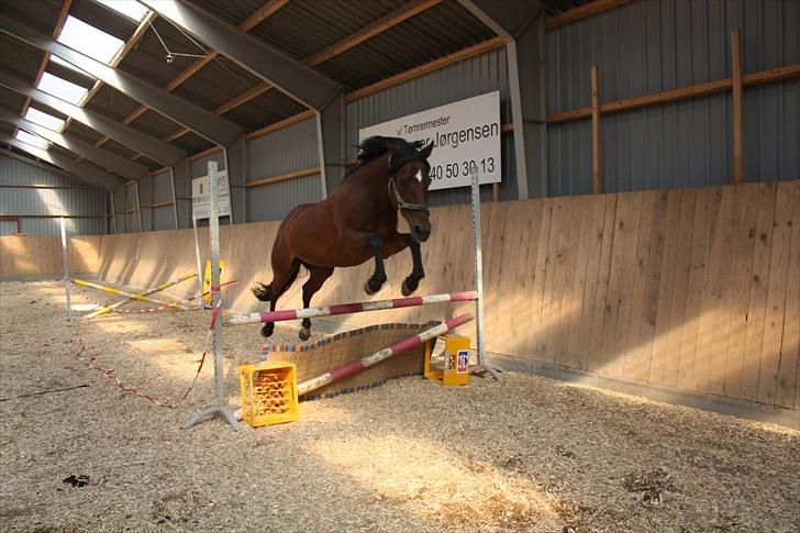 Anden særlig race Brenda/Carina billede 8