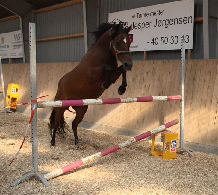Anden særlig race Brenda/Carina billede 9