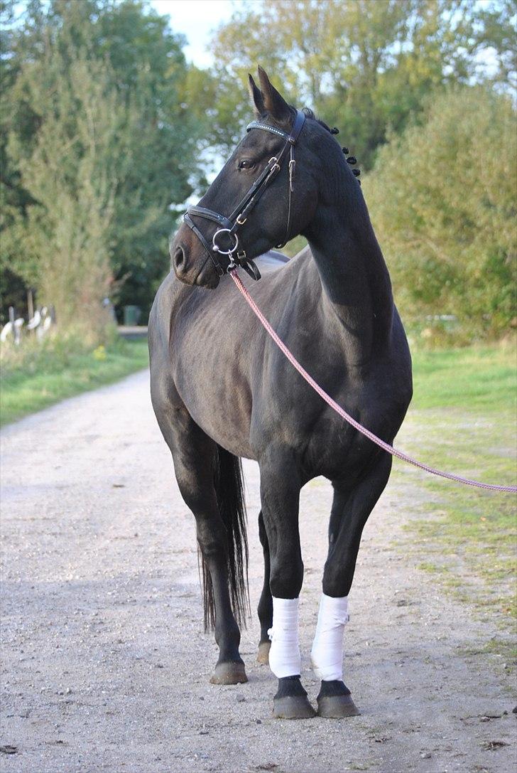 Oldenborg Hasselholt´s Theodor  - Velkommen til... Theo som model, smukke dreng ;D billede 1