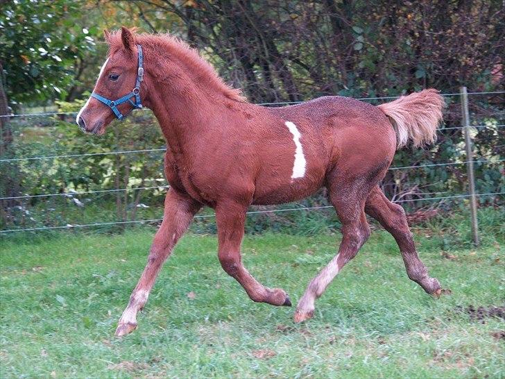 Welsh Cob (sec D) Harvest Magic Rain billede 8