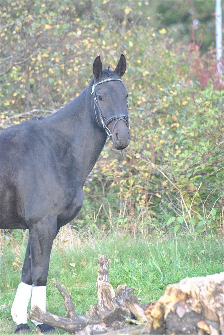 Oldenborg Hasselholt´s Theodor  billede 5