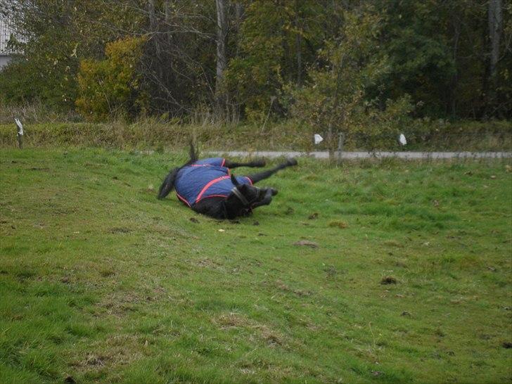 Oldenborg Hasselholt´s Theodor  - Sådan ser det ud når man skal blære sig med en lækker trav, når man løber for tæt ved en lille skåning xD Så ligger man ned inden man får sat ordenligt igang med traven 8) billede 7
