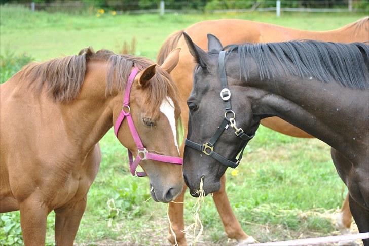 Oldenborg Hasselholt´s Theodor  - Chip giver lige et kys til Theo <3 billede 8