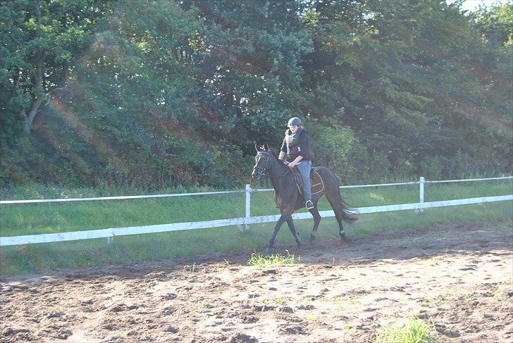 Oldenborg Hasselholt´s Theodor  - 6. gang jeg rider/sidder på ham og første gang udenfor på banen : ) Så stolt billede 9