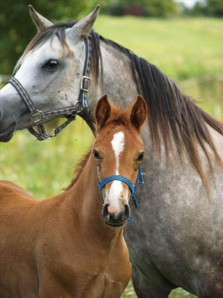 Welsh Cob (sec D) Harvest Magic Rain - foto: Zanne jedig billede 12