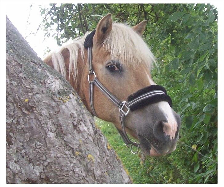 Tyroler Haflinger Nuser. billede 8