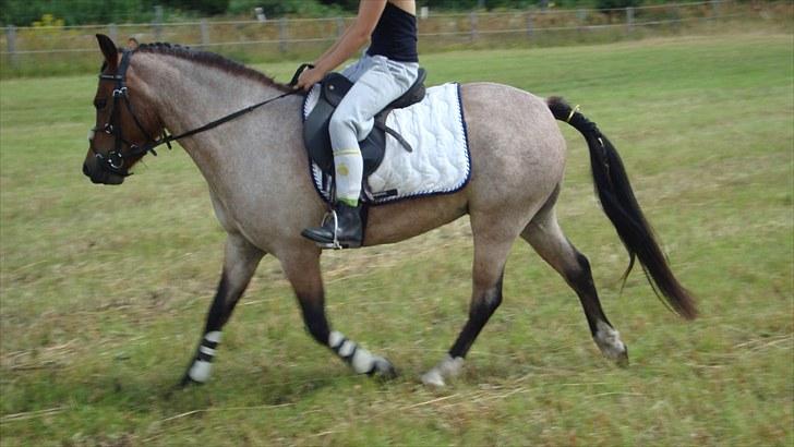 Anden særlig race Hedins anna-bella (solgt) billede 19