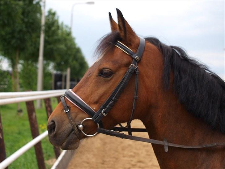 DSP Gloria Søblink - Amsterdam 2010 :) billede 17