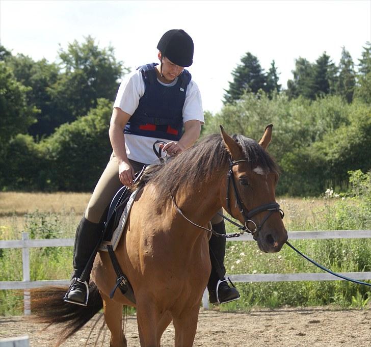 Dansk Varmblod Elkjærsmindes Fellow billede 6