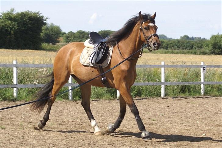 Dansk Varmblod Elkjærsmindes Fellow billede 7