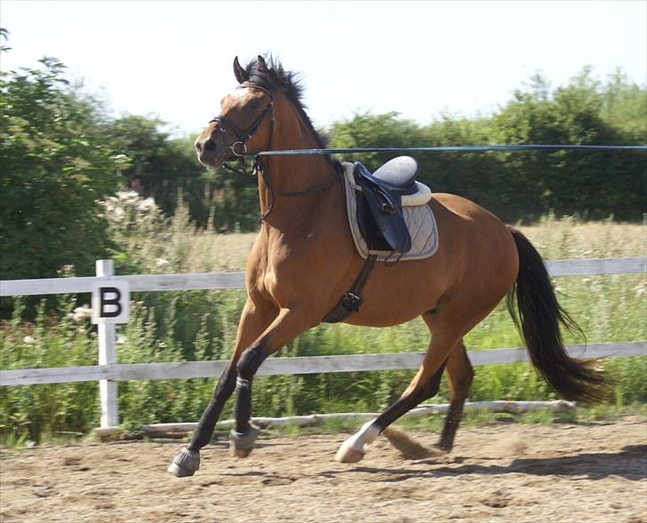 Dansk Varmblod Elkjærsmindes Fellow billede 8