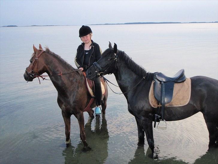 Anden særlig race Frøken Monik - Mine bedste heste ved vandet sommeren 2010.. første gang for dem... billede 19