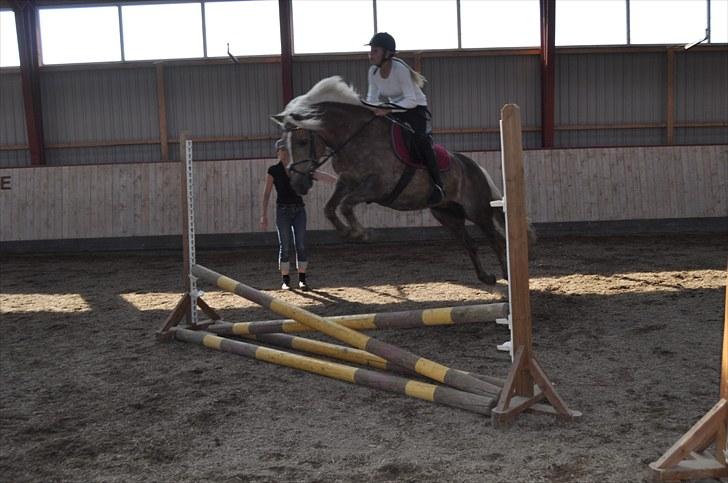 Haflinger Julle Lady Madonna <3 billede 10