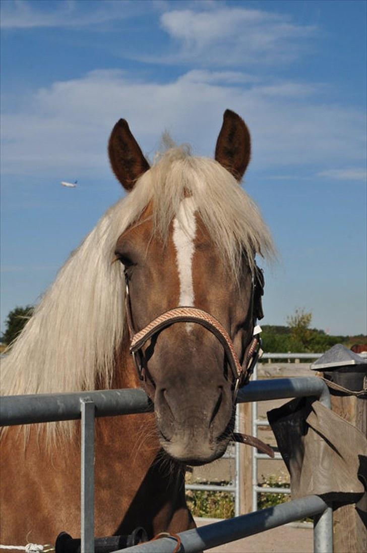 Haflinger Julle Lady Madonna <3 billede 13