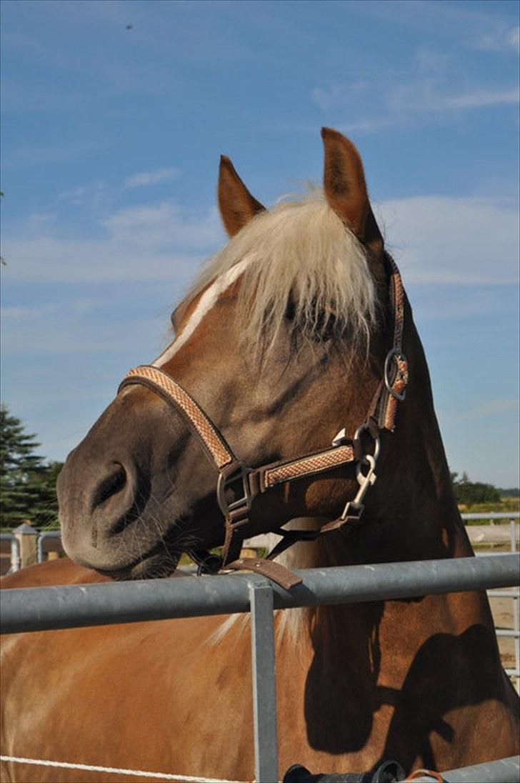 Haflinger Julle Lady Madonna <3 billede 14