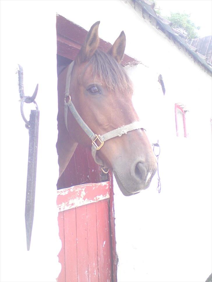 Anden særlig race Sonny - 3. august 2010, Sonny nyder vejret fra hans boks :-) billede 17