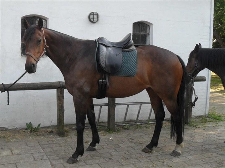 Fuldblod (XX) Miracle billede 1