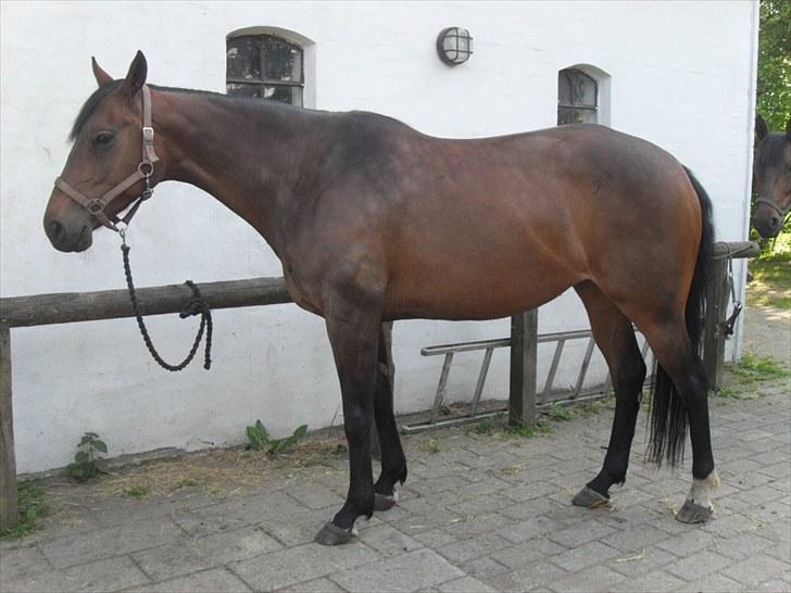 Fuldblod (XX) Miracle billede 2