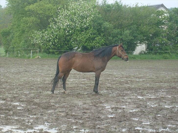 Fuldblod (XX) Miracle billede 3