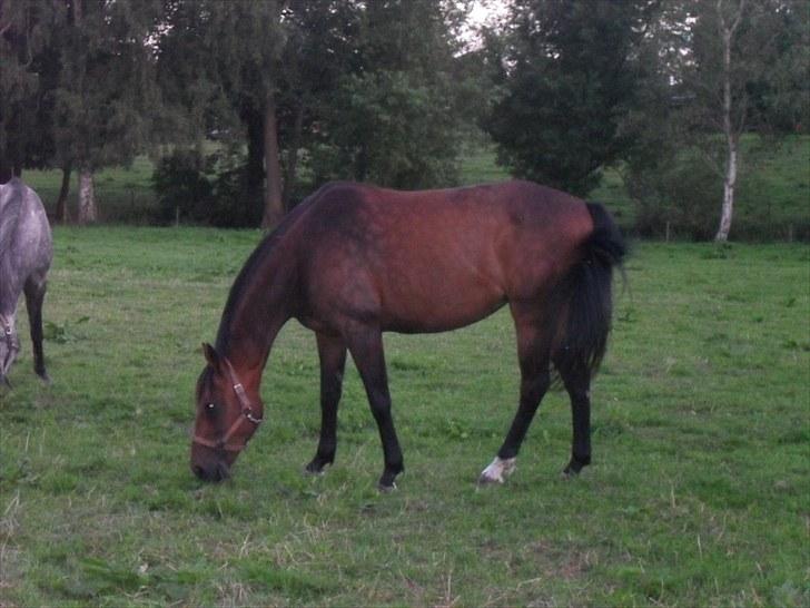 Fuldblod (XX) Miracle billede 4