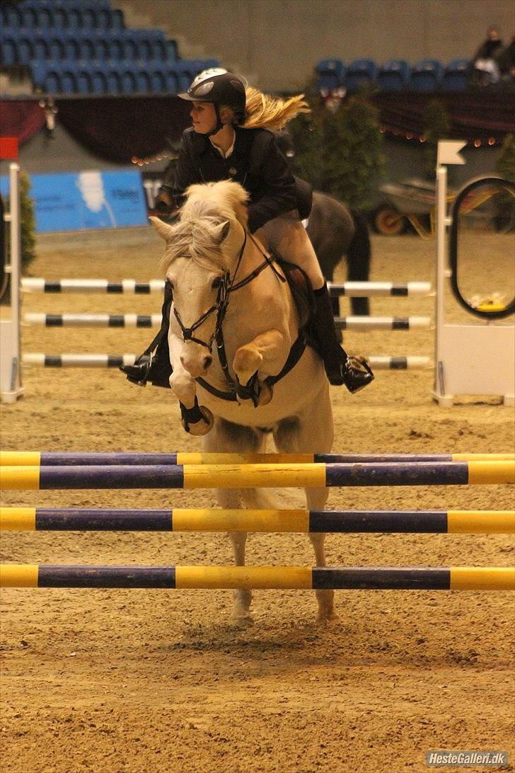 Irsk Sportspony Dovelly - christmas show warm up, 3 ude stævne og han kiggede ikke de mindste :D LB** + hans første LB** <3 Taget af Anne Krogh. billede 2