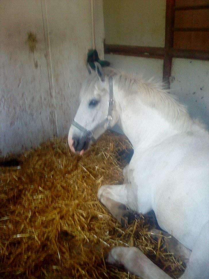 Irsk Sportspony Dovelly - Dovelly er en meget træt pony, som altid sover til middag og snorker :D billede 3