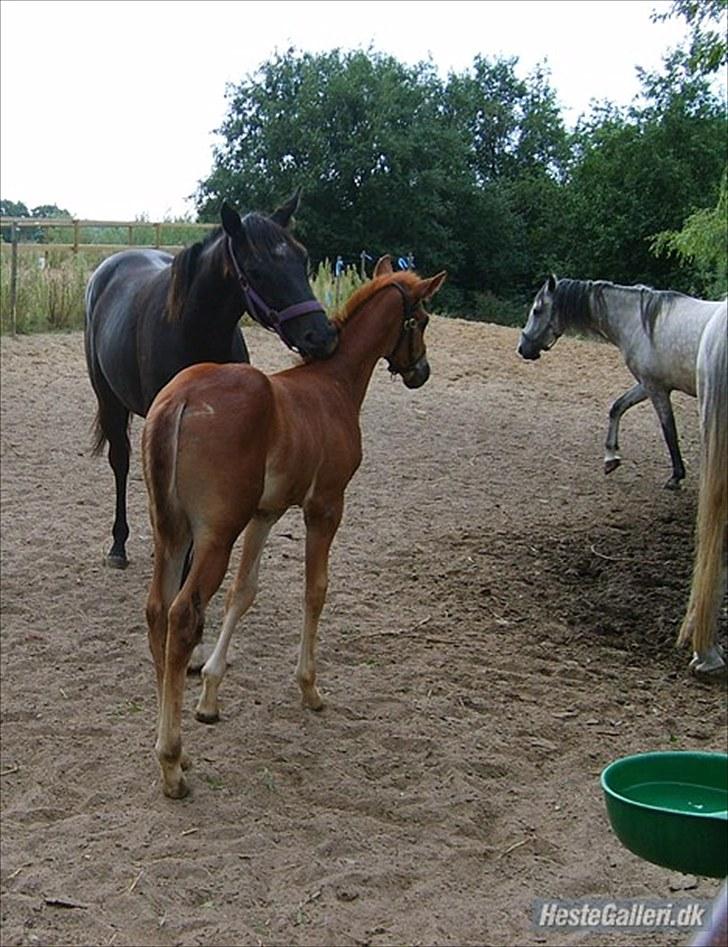 Anglo Araber (AA) Butterhill's Dusty Tawny - Dusty med sin storesøster Chanté billede 14